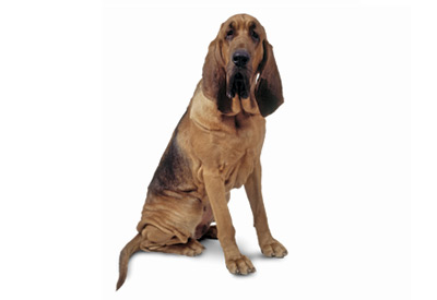Bloodhound dog breed picture