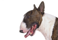 Bull Terrier dog breed picture