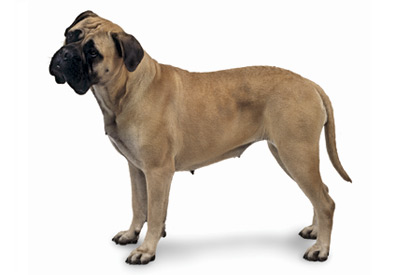 Bullmastiff dog breed picture
