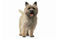 Cairn Terrier dog breed picture