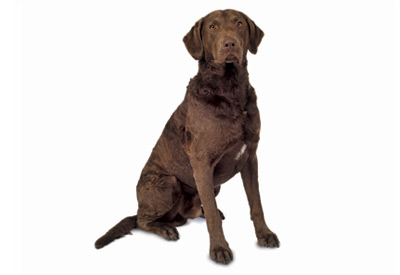 Chesapeake Bay Retriever dog breed picture