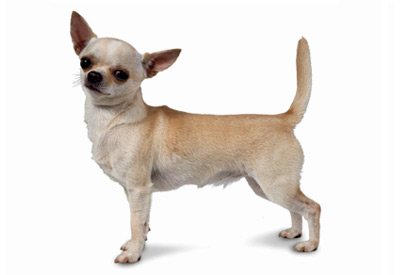 is chihuahua short haired? 2