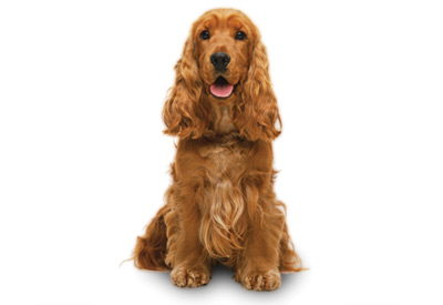 how much is a english cocker spaniel