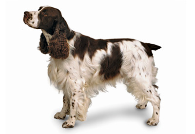 English Springer Spaniel dog breed picture