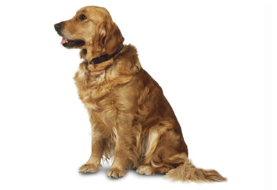 Golden Retriever dog breed picture
