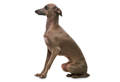 Italian Greyhound dog breed picture