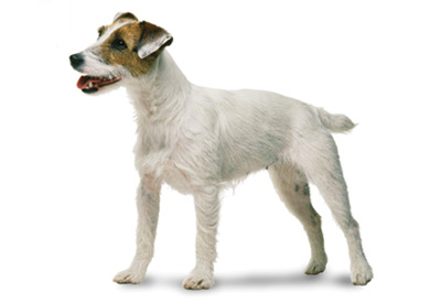 Jack Russell Terrier dog breed picture