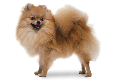 brown pomeranian dog