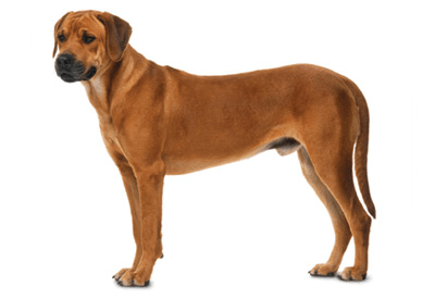 Rodrison Ridgeback Rhodesian Ridgeback | VCA Animal Hospitals