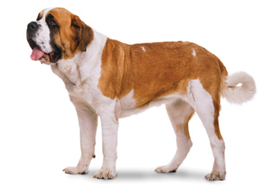 what is the breed of saint bernard