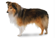 Shetland Sheepdog dog breed picture