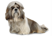 Shih Tzu dog breed picture