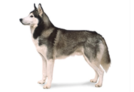 Siberian Husky dog breed picture
