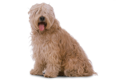 Soft Coated Wheaten Terrier dog breed picture