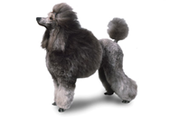 Standard Poodle dog breed picture