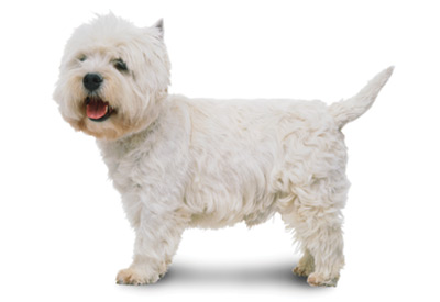 West Highland White Terrier dog breed picture