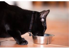  Top tips for feeding your senior dog and cat