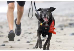How joint supplements can help senior dogs &amp; cats