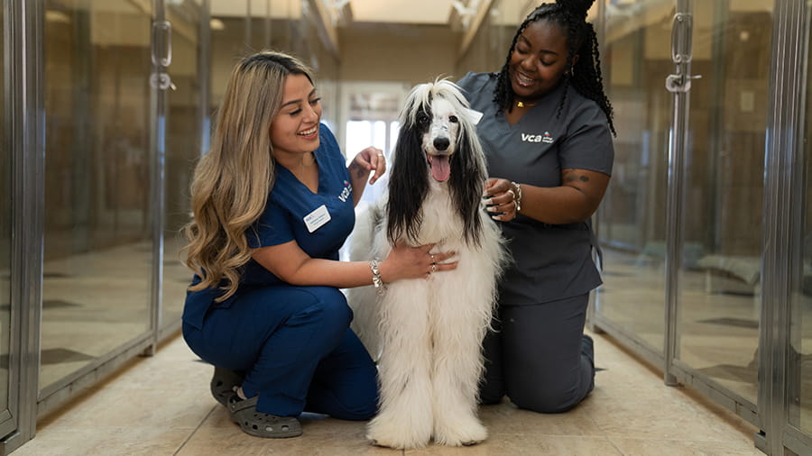 Two VCA associates sitting with large fluffy dog