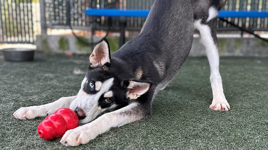 Puppy outside playing with toy
