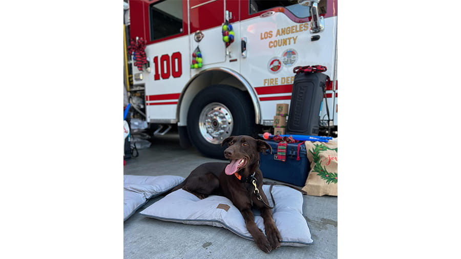 Los Angeles County Fire Foundation Search Dog Team at the Hermosa Beach Fire Station