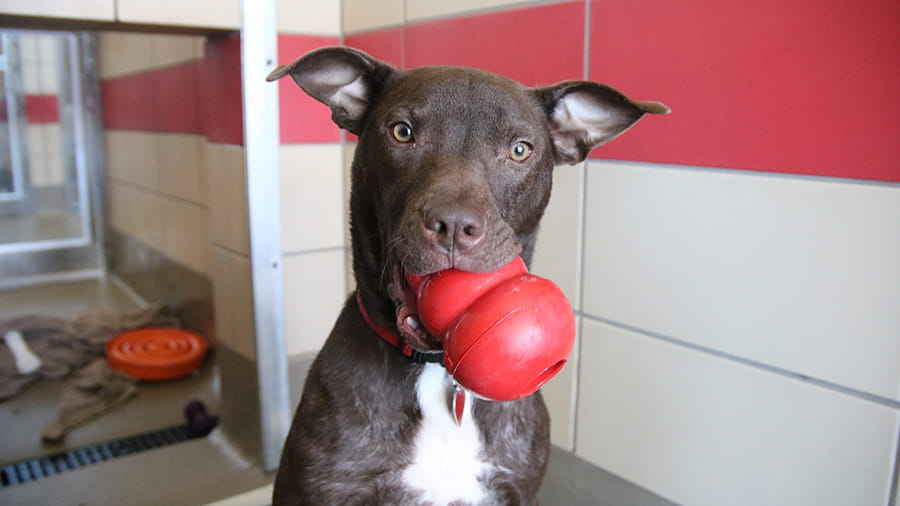 Dog with red Kong toy in its mouth