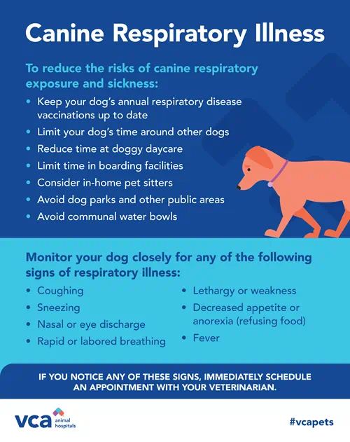 Canine Respiratory Illness - Signs and Symptoms