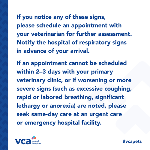 Canine Respiratory Illness - If You Notice Signs