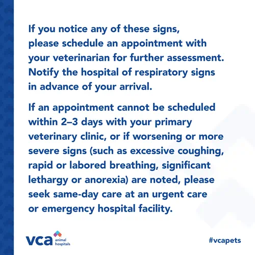 Canine Respiratory Illness - If You Notice Signs