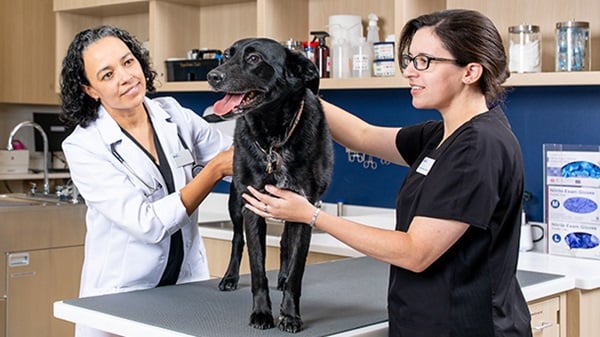 Urgent Care veterinarian and veterinary assistant with black dog in exam room