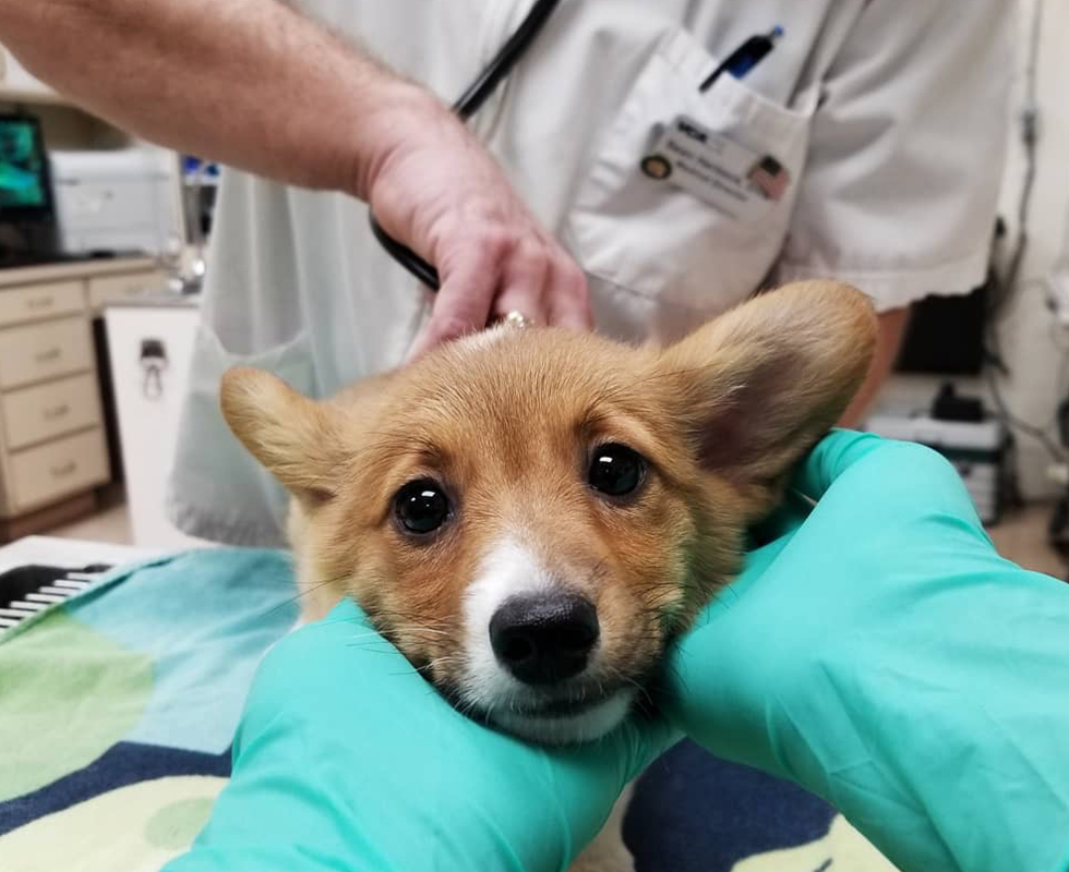 dog during vet exam