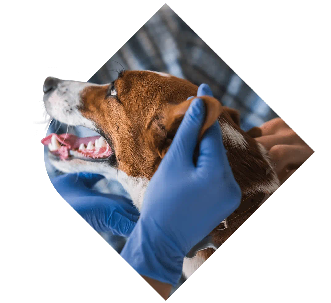 Oncology - VCA Animal Hospitals — Oncology clinic in Middleton, WI — photo 6