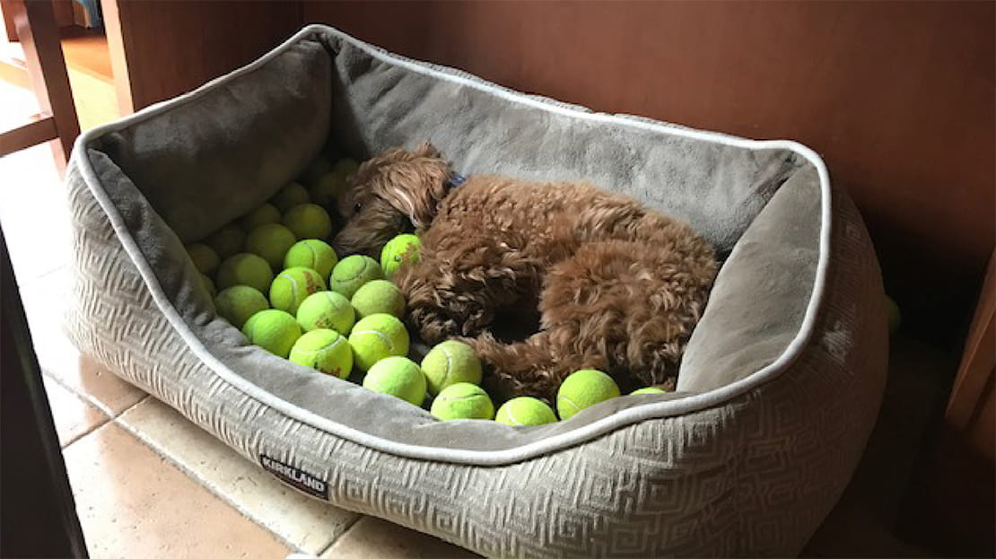 Is Tennis Ball Fuzz Bad For Dogs