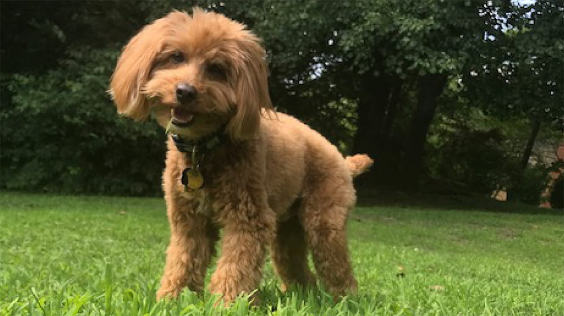 Beloved cockapoo inspires meaningful, tennis-themed tribute - Inspiring ...