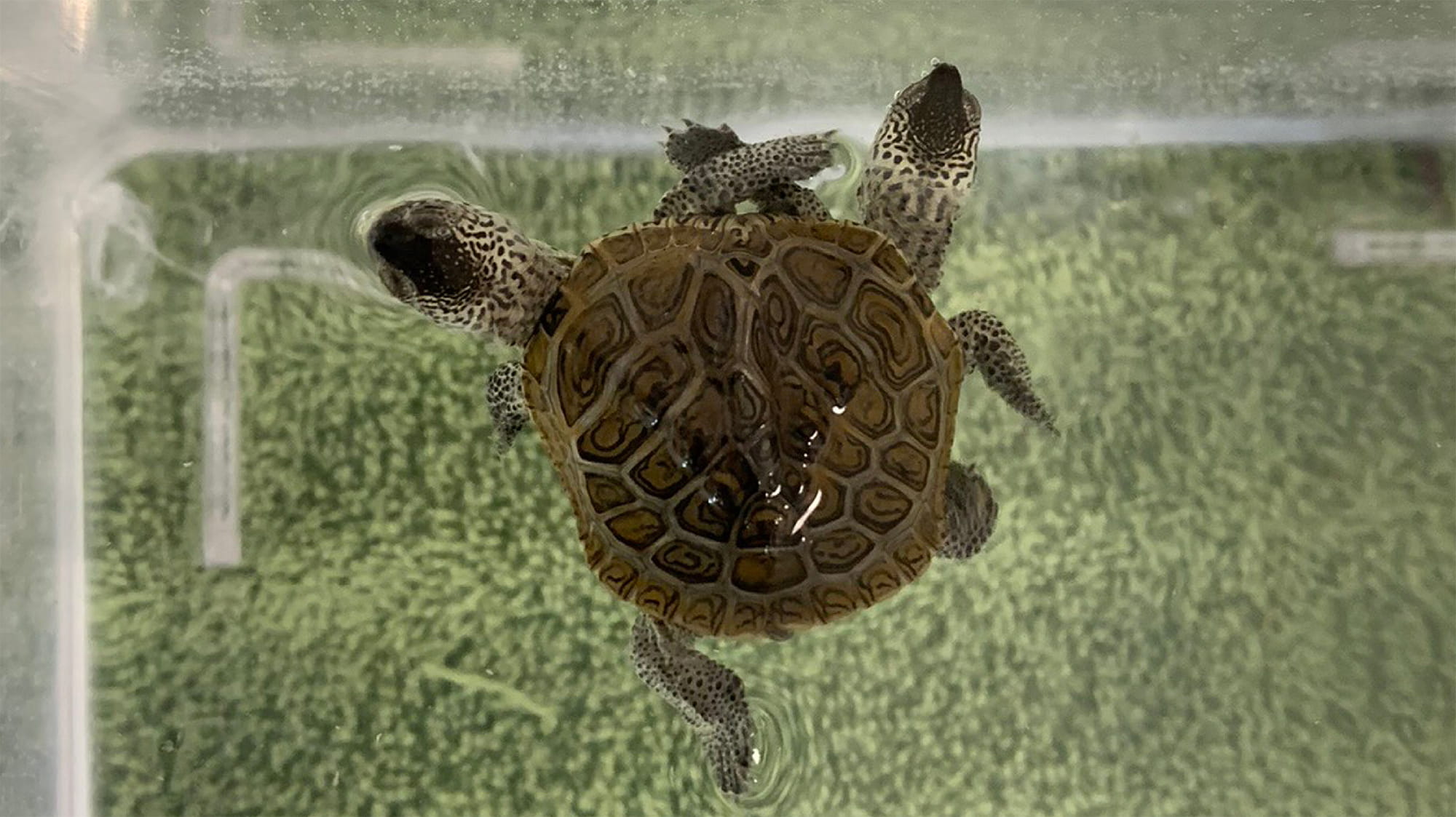VCA Voice Double-Headed Turtle