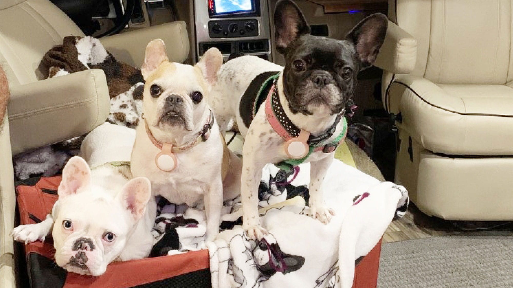 After Hurricane Ian, VCA Teams Work Together to Rebuild - Image of Three Dogs