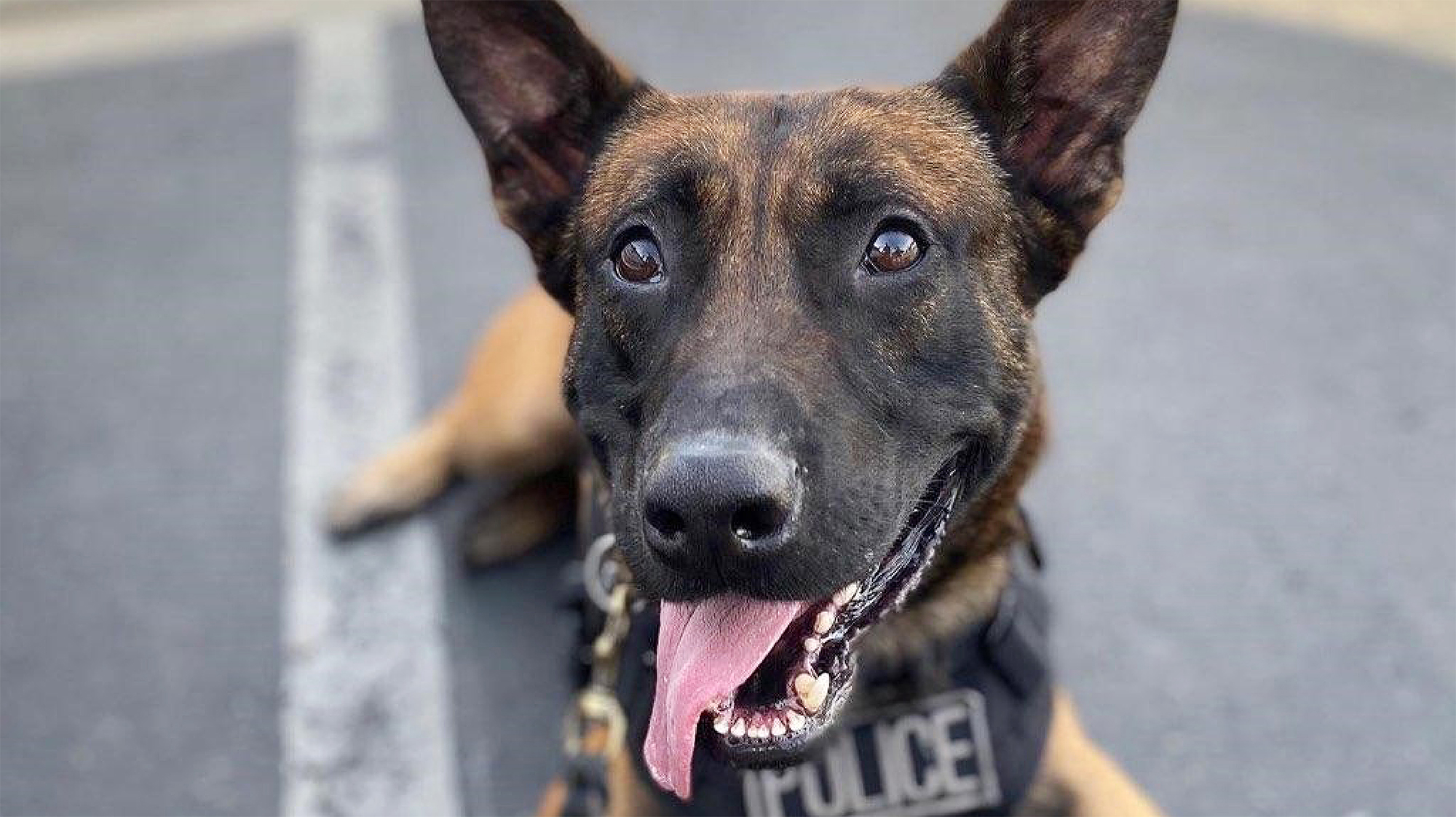 Cannon the K-9