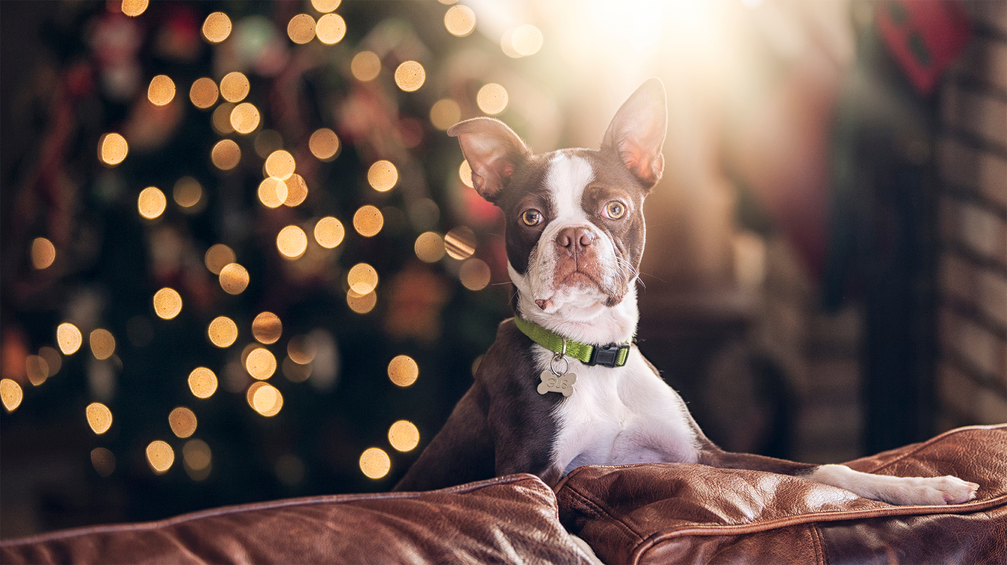 Dog with Christmas Tree