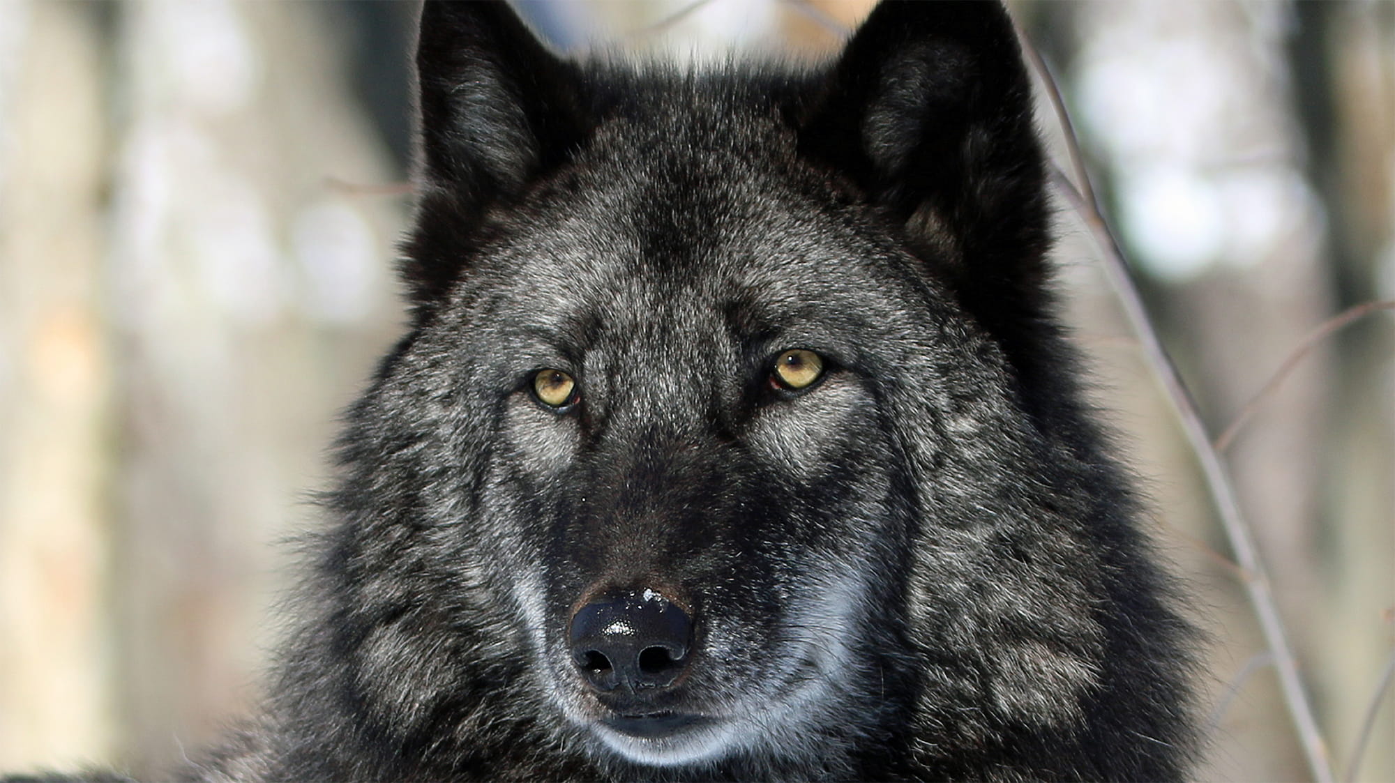 VCA Vet Helps Wolves Thrive in a NJ Preserve - Inspiring Animal Stories ...