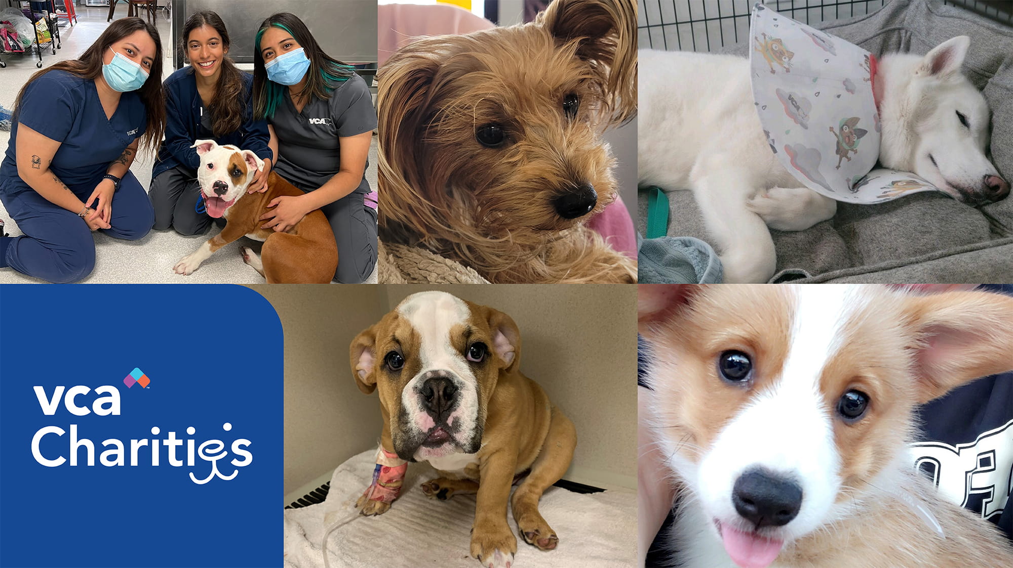 VCA Charities Collage