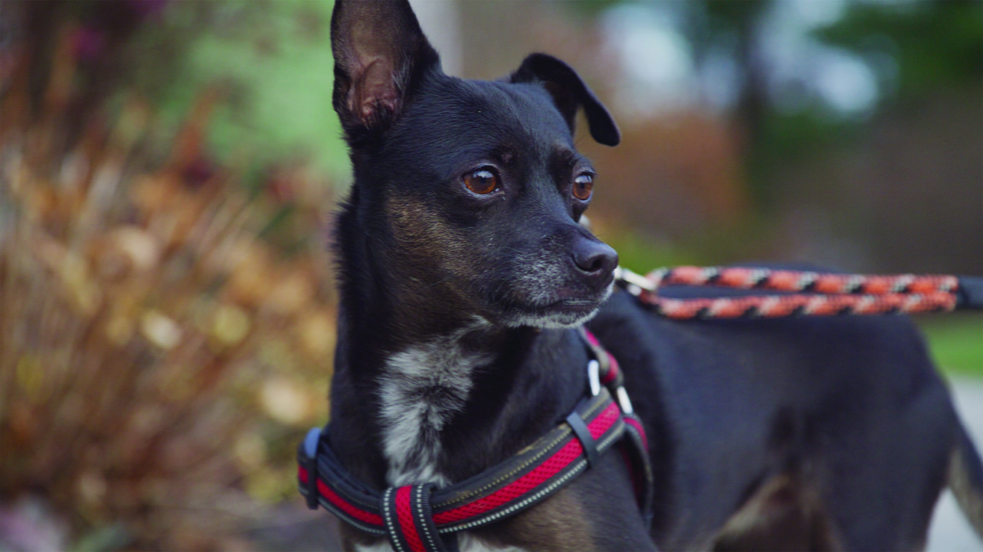 Small Black Chihuahua