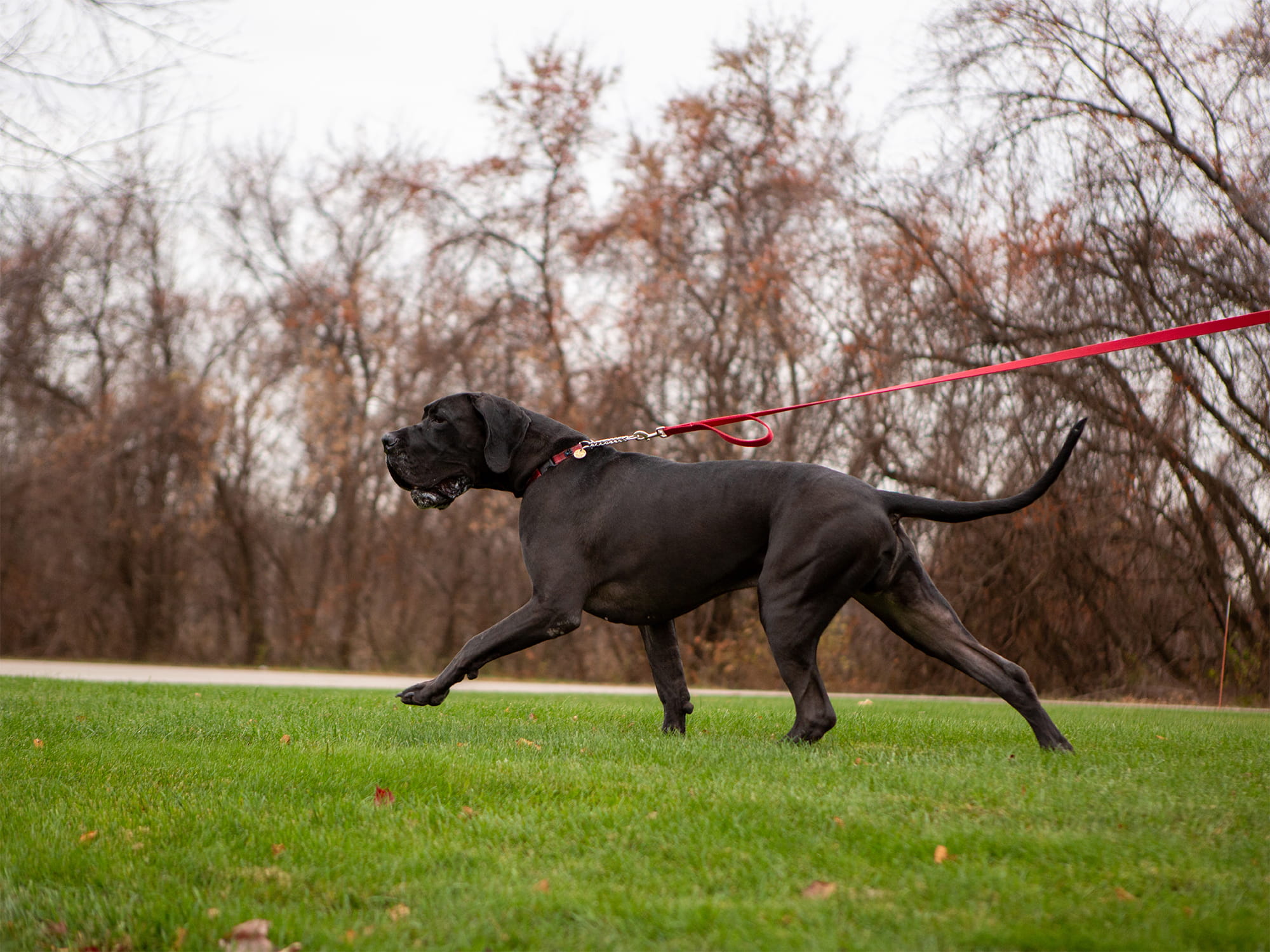 are great dane dogs used for emotional support dogs