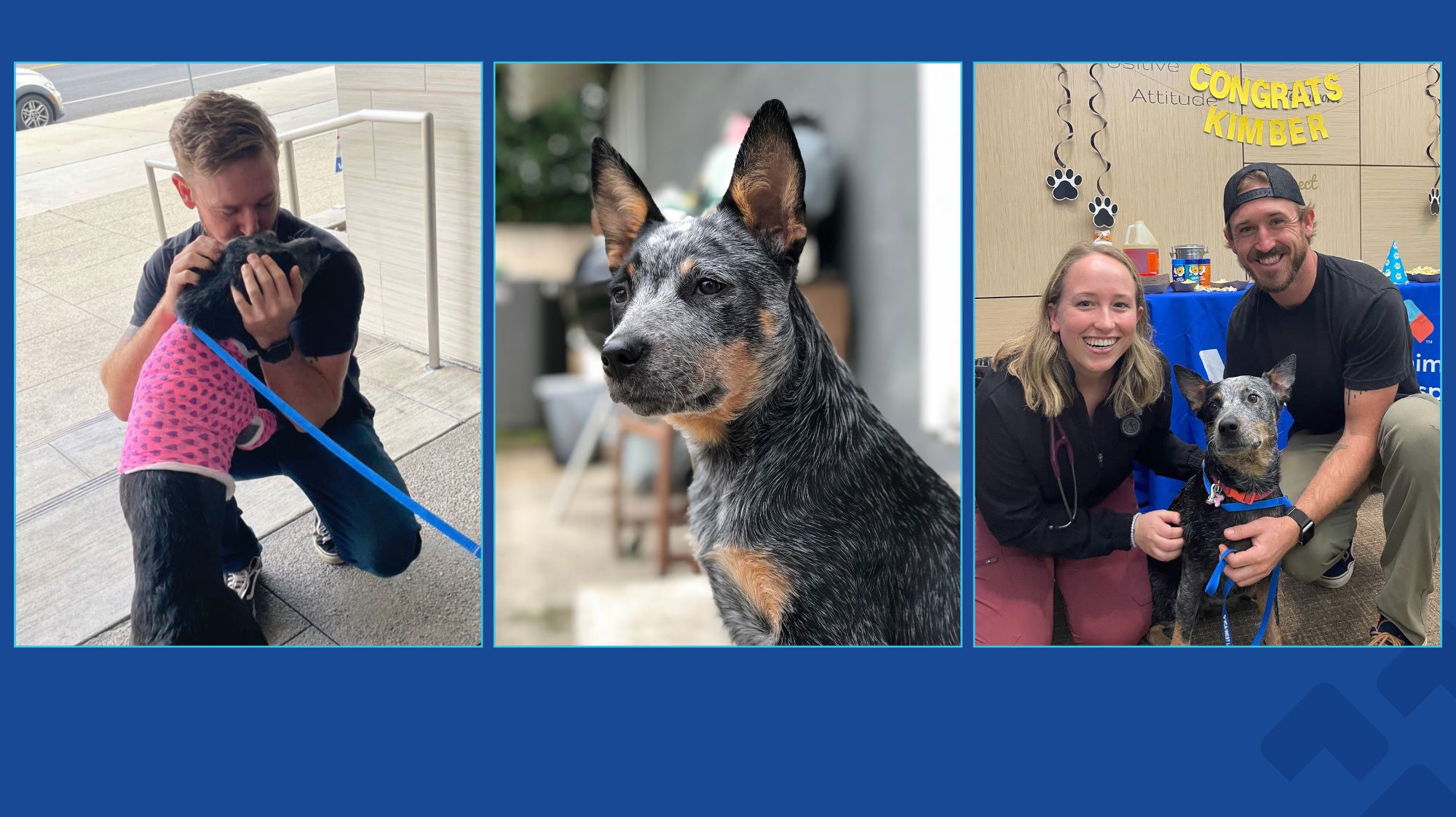 Three images of blue heeler dog after surgery, sitting in profile view, and sitting with veterinarian and owner.