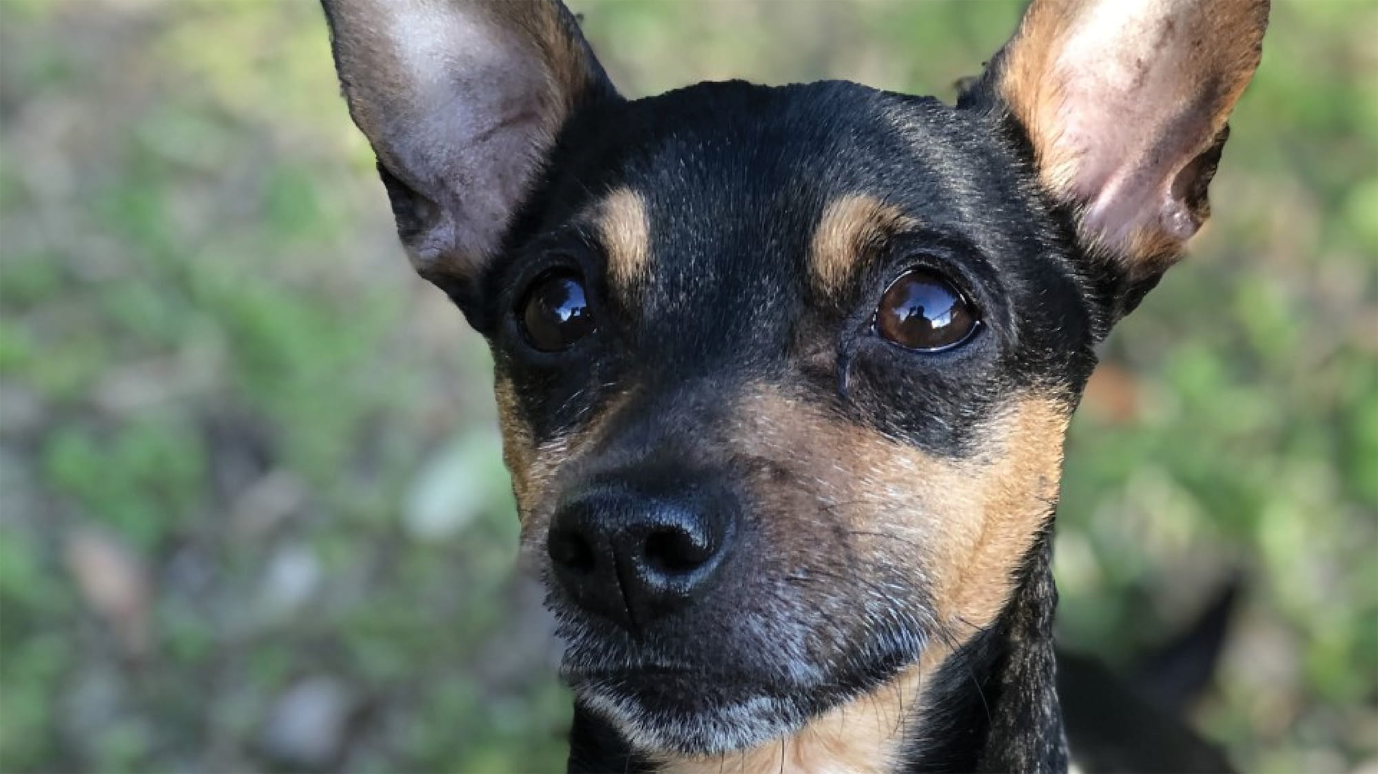 Can A Dog Have 2 Microchips