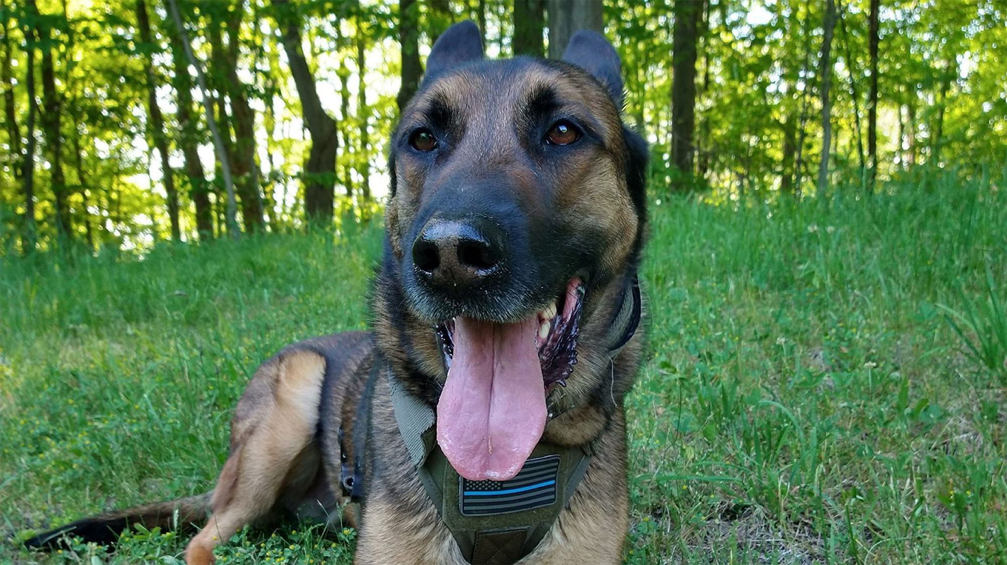 How Much Is Stomach Surgery For A Dog