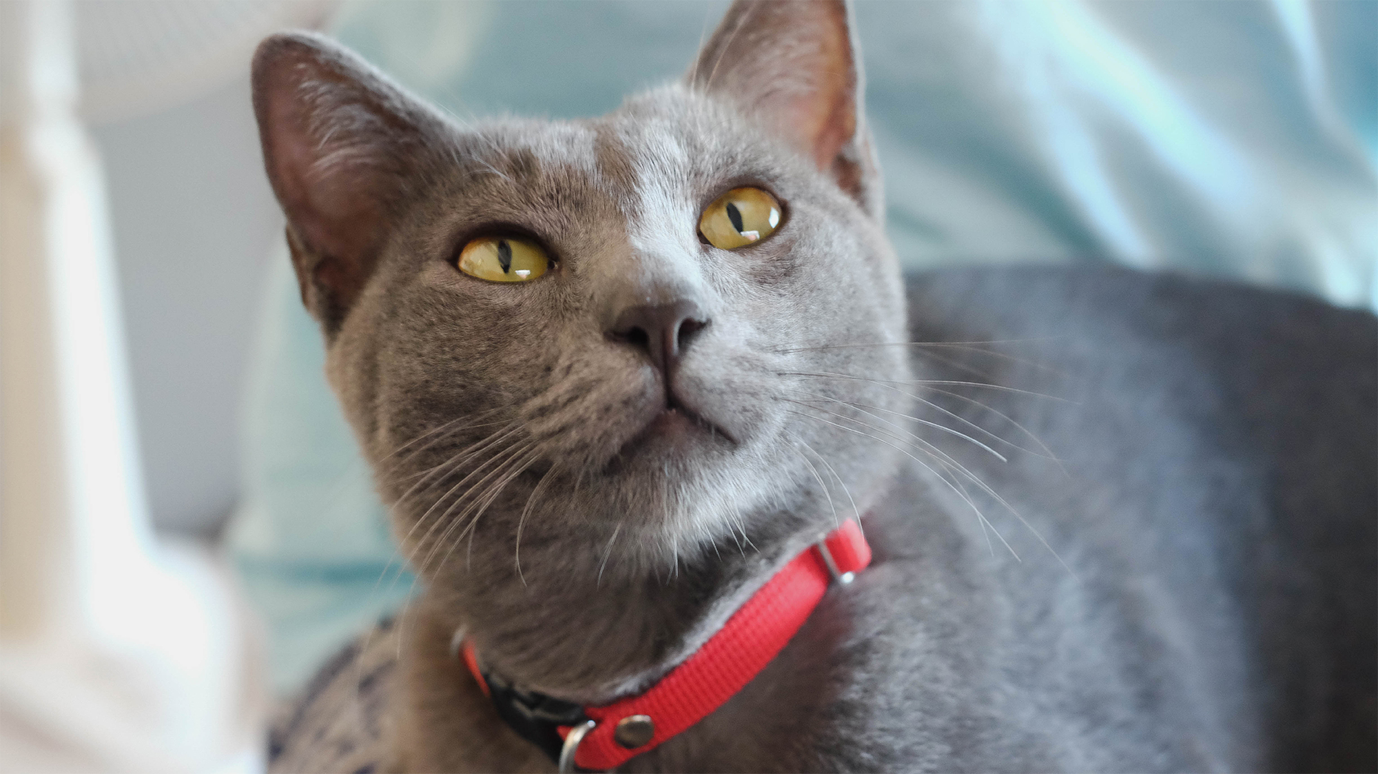 Grey cat with red collar