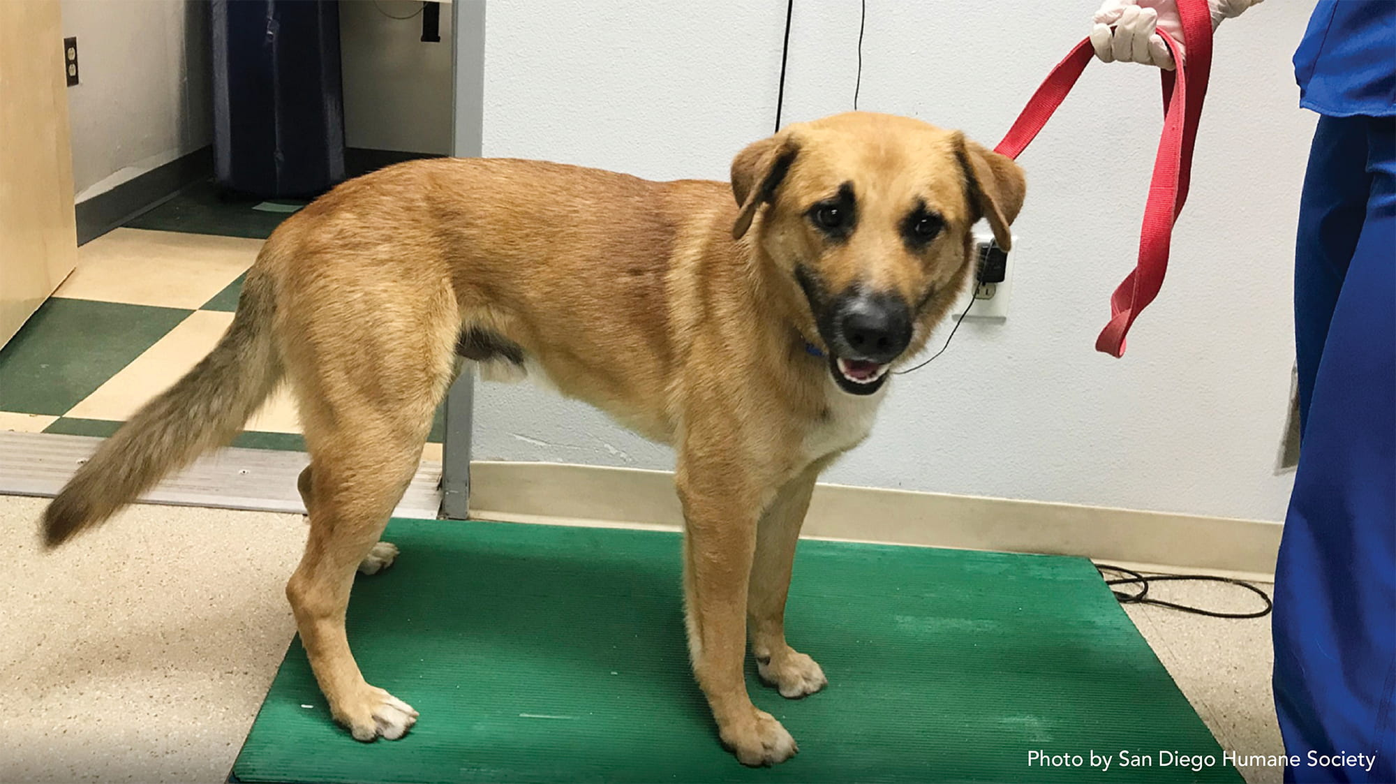 Meatball at veterinary office