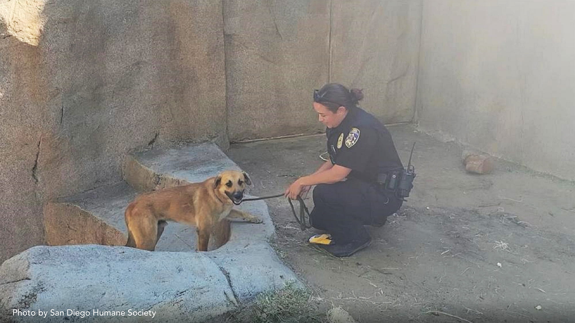 Meatball the Dog Rescued from Wildlife Park’s Gorilla Enclosure