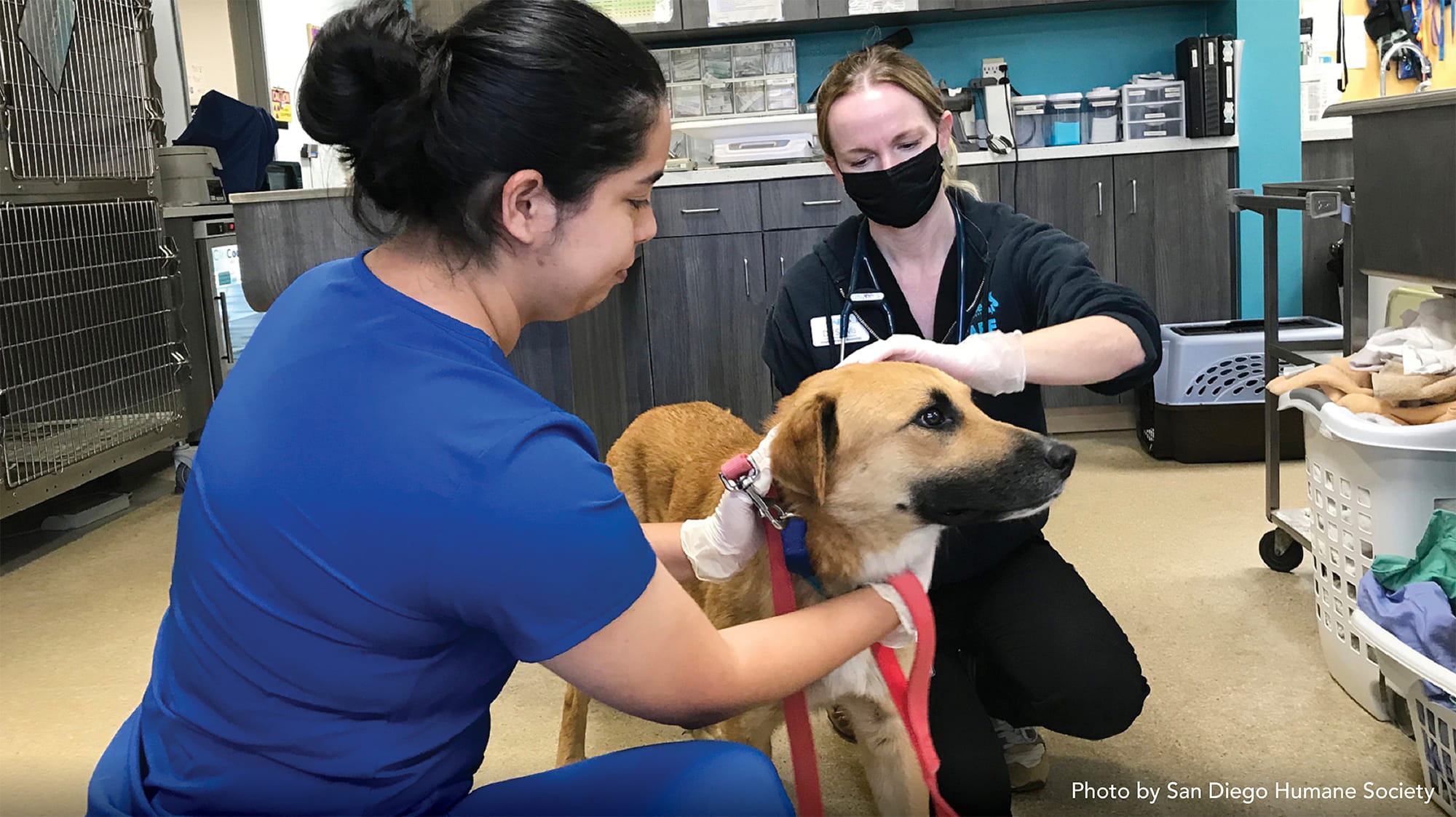 Meatball the Dog Rescued from Wildlife Park’s Gorilla Enclosure