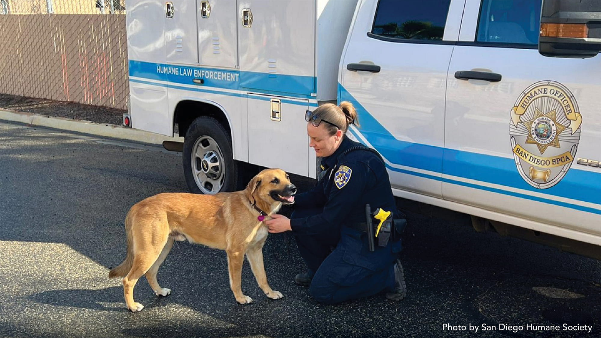Meatball the Dog Rescued from Wildlife Park’s Gorilla Enclosure